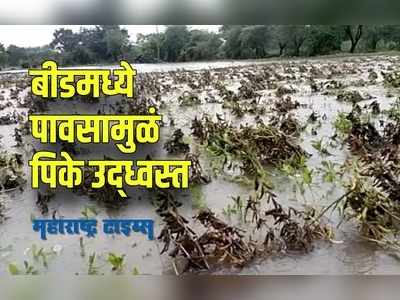 Beed Rain : बीडमध्ये मुसळधार पावसामुळं हाहाकार, पिकांचं मोठं नुकसान