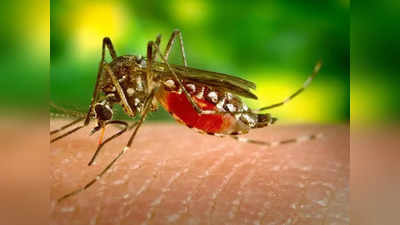 मुंबईकरांना पावसाळी आजारांचा वेढा; मलेरिया, डेंग्यूचे रुग्ण वाढले