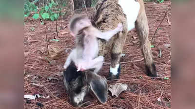 Watch: नन्हे बंदर और बकरी की दोस्ती ने जीते दिल, कभी गले पर लटकता, कभी पीठ की सवारी
