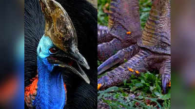 18000 साल पहले इंसानों का पालतू था दुनिया का सबसे खतरनाक पक्षी, ले चुका है कइयों की जान