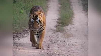 বাঘের ভুয়ো ভিডিয়ো শেয়ার করলেই আইনি অস্ত্র প্রয়োগ