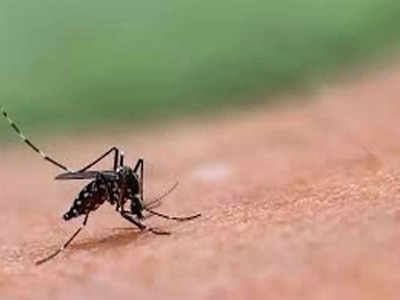 आगरा में डेंगू और वायरल बुखार से हाहाकार, 14 दिन में 30 की मौत, 149 से ज्यादा डेंगू के केस ऐक्टिव
