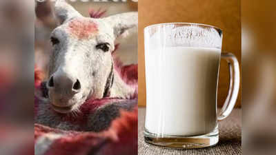Donkey Milk: फायदा जान खुद भी पीने से रोक नहीं पाएंगे आप, गाय और भैंस से भी ज्यादा ताकतवर होता है गधी का दूध, पढ़ें फायदे