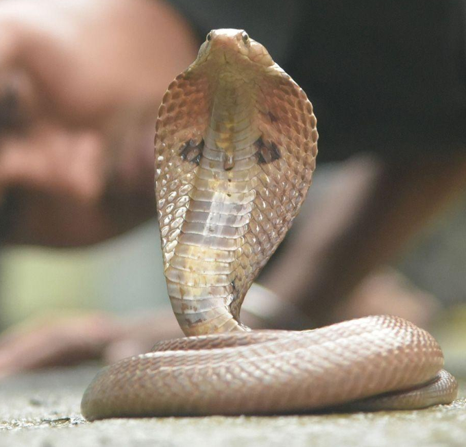 ​3. ಪಿತೃ ದೋಷಕ್ಕೆ ಕಾರಣ