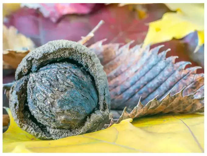 ​ತೂಕ ನಷ್ಟಕ್ಕೆ ಸಹಾಯ ಮಾಡುತ್ತದೆ