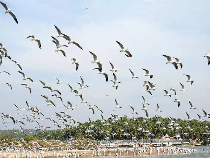 कर्नाला पक्षी अभयारण्य - Karnala Bird Sanctuary in Panvel in Hindi
