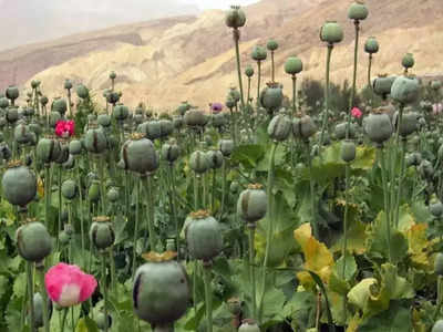 अफगानिस्तान: हवा हुआ अफीम बैन का तालिबानी दावा, जमकर हो रही खेती, तैयार रहे भारत