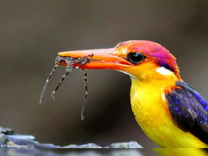 tiboto khandya or Oriental Dwarf Kingfisher