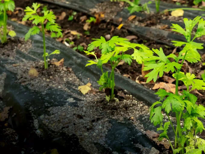 शुगर लेवल कंट्रोल करते हैं करेले के पत्ते