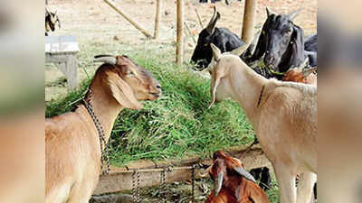 26 goats dead in lighting strike: वीज पडून बोकडांसह २६ शेळ्या ठार; मेंढपाळाचे ३ लाखाचे नुकसान