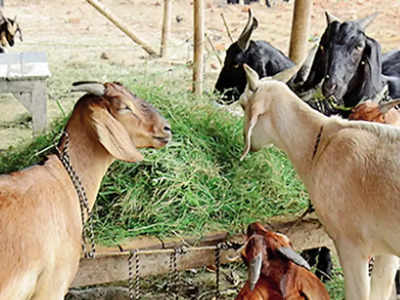 26 goats dead in lighting strike: वीज पडून बोकडांसह २६ शेळ्या ठार; मेंढपाळाचे ३ लाखाचे नुकसान