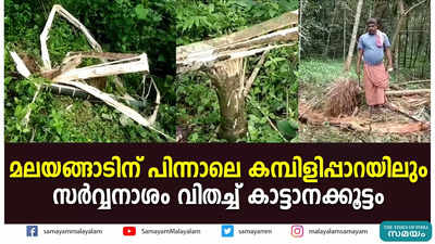 മലയങ്ങാടിന് പിന്നാലെ കമ്പിളിപ്പാറയിലും സർവ്വനാശം വിതച്ച് കാട്ടാനക്കൂട്ടം