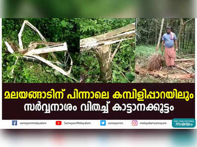 മലയങ്ങാടിന് പിന്നാലെ കമ്പിളിപ്പാറയിലും സർവ്വനാശം വിതച്ച് കാട്ടാനക്കൂട്ടം