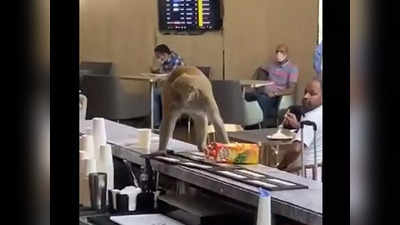 दिल्ली एयरपोर्ट के टर्मिनल-3 में घुसा बंदर, हटाने के लिए एक्सपर्ट को बुलाना पड़ा