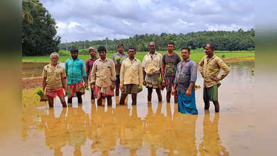 ബംഗാളില്‍ നിന്ന് തൃശൂരില്‍ വന്ന് ‍ഞാറ് നടുന്നവര്‍