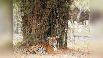 Trophy Hunting: मनोरंजन के लिए विश्व में किया जाता है ट्रॉफी हंटिंग, जानें भारत में क्‍या है स्थिति