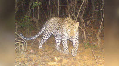 Mumbai Leopard News:अब तेंदुओं की गतिविधियों पर रखी जा सकेगी नजर