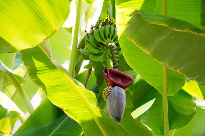 ​ಬಾಳೆ ಗಿಡ