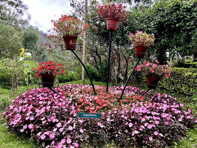 मुन्नार में रोज गार्डन - Rose Garden in Munnar in Hindi