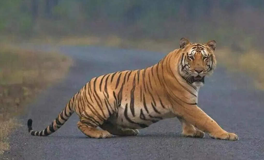 tiger