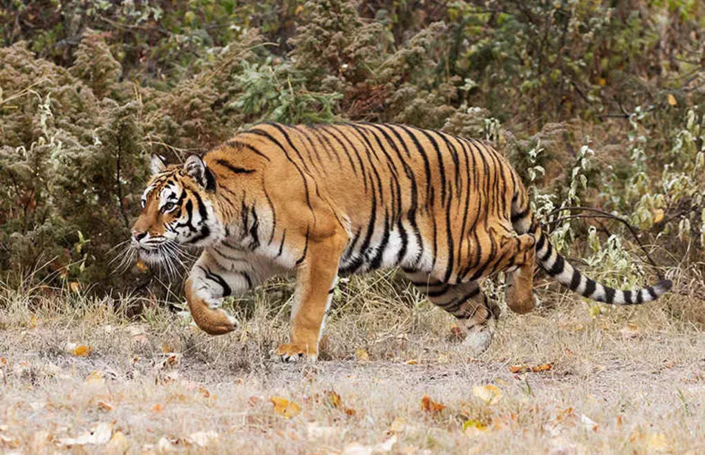 tiger in forest