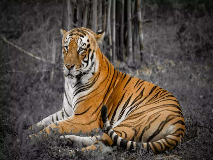 दिल्ली से सरिस्का वन्यजीव अभयारण्य - Delhi to Sariska Wildlife Sanctuary in Hindi