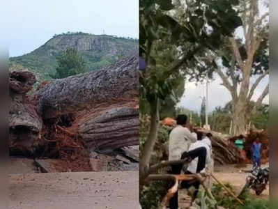 ಚಿಕ್ಕಬಳ್ಳಾಪುರದಲ್ಲಿ ದಿಢೀರ್‌ ಧರೆಗುರುಳಿದ 300 ವರ್ಷಗಳ ಅಶ್ವತ್ಥ ವೃಕ್ಷ!