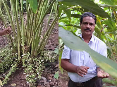 ചൂടിലും ഏലം വളര്‍ത്താം, അത്യുൽപാദന ശേഷി; പുതിയ കണ്ടുപിടിത്തവുമായി റെജി ഞള്ളാനി, വീഡിയോ കാണാം