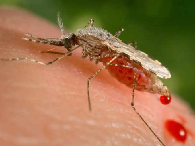 ​कैसे फैलता है मलेरिया?