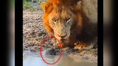 Twitter Viral Video: शेर के साथ कछुए के इस वीडियो को देखकर आप भी कहेंगे- इसने पक्का बूस्टर डोज ले रखा है