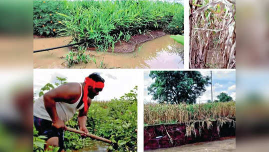 पिके उद्ध्वस्त; माती वाहून गेली