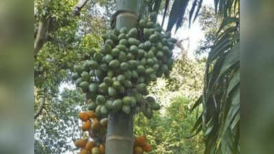 ಅಡಕೆ ತೋಟಕ್ಕೆ ಎಲೆ ಚುಕ್ಕಿ ರೋಗ; ಕೃಷಿಕರ ಬದುಕು ಅತಂತ್ರ!