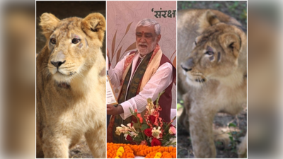दिल्ली चिड़ियाघर: केंद्रीय मंत्री ने नवरात्रि पर शेर और दो शेरनियों के नाम महेश्वर, महा गौरी, शैलजा रखे