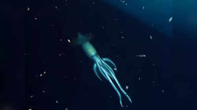जहाज का मलबा खोज रहे थे वैज्ञानिक, लाल सागर में 2800 फीट नीचे दिखा विशाल दुर्लभ जीव
