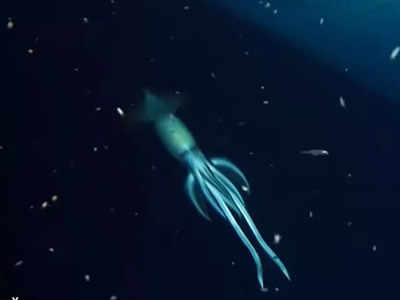 जहाज का मलबा खोज रहे थे वैज्ञानिक, लाल सागर में 2800 फीट नीचे दिखा विशाल दुर्लभ जीव
