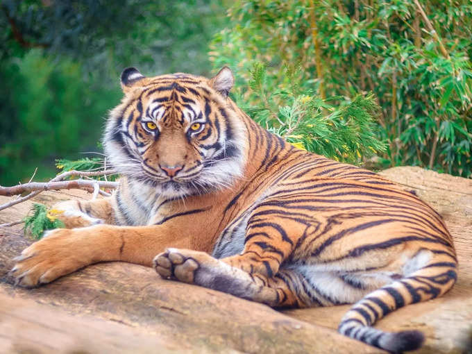 सतपुड़ा राष्ट्रीय उद्यान - Satpura National Park