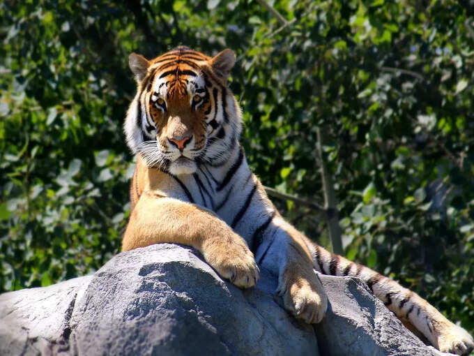 जिम कॉर्बेट नेशनल पार्क - Jim Corbett National Park