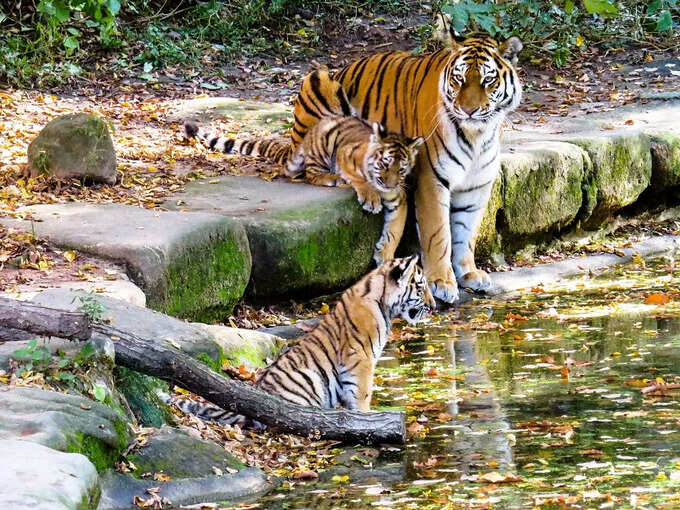 कान्हा राष्ट्रीय उद्यान - Kanha National Park