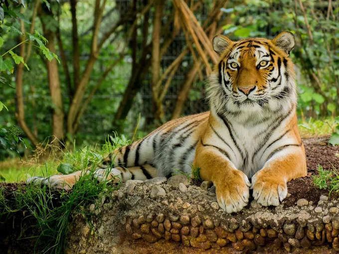 रणथंभौर राष्ट्रीय उद्यान - Ranthambore National Park