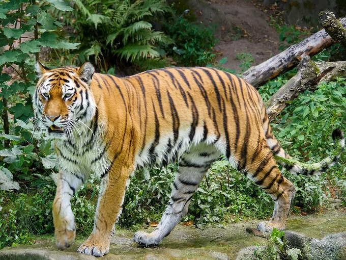 बांधवगढ़ राष्ट्रीय उद्यान - Bandhavgarh National Park