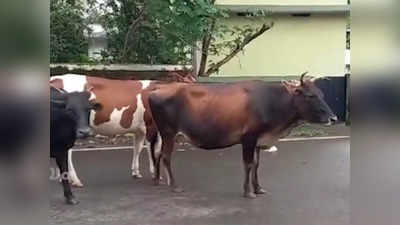 കാവല്‍ക്കാരനെ മര്‍ദ്ദിച്ച് നഗരസഭ പിടികൂടിയ കന്നുകാലിയെ കടത്തി കൊണ്ടുപോയി