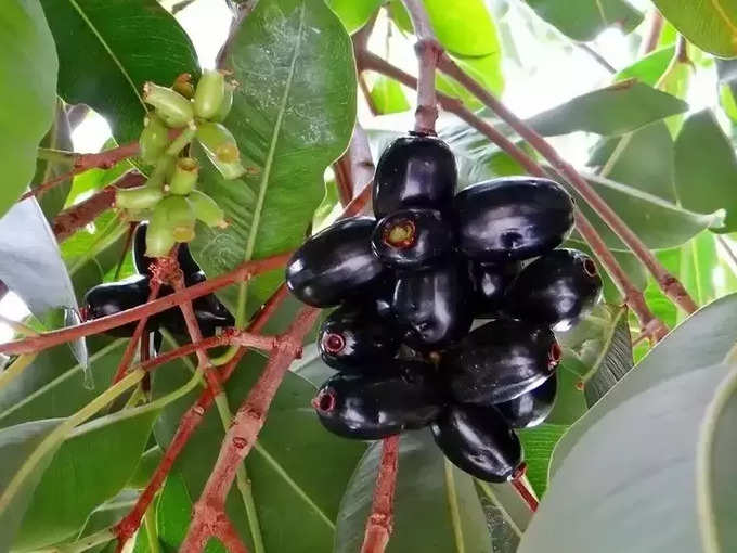 ​கருவுறாமைக்கான சிகிச்சையில் பயன்படுத்தப்படும் ஆயுர்வேத மூலிகைகள்