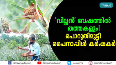 വില്ലൻ വേഷത്തിൽ തത്തകളും! പൊറുതിമുട്ടി പൈനാപ്പിൾ കര്‍ഷകര്‍