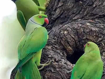 হারিয়েছে প্রাণের টিয়া, সন্ধান দিতে পারলেই পুরস্কার নগদ ৫০ হাজার