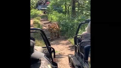 ಹುಲಿಯ ದಾರಿಗೆ ಅಡ್ಡ ನಿಂತ ಪ್ರವಾಸಿಗರು!: ಅದೃಷ್ಟ ಚೆನ್ನಾಗಿತ್ತು, ದಾಳಿಯ ಮೂಡ್‌ನಲ್ಲಿರಲಿಲ್ಲ ವ್ಯಾಘ್ರ!