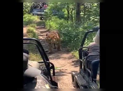 ಹುಲಿಯ ದಾರಿಗೆ ಅಡ್ಡ ನಿಂತ ಪ್ರವಾಸಿಗರು!: ಅದೃಷ್ಟ ಚೆನ್ನಾಗಿತ್ತು, ದಾಳಿಯ ಮೂಡ್‌ನಲ್ಲಿರಲಿಲ್ಲ ವ್ಯಾಘ್ರ!