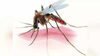 डेंग्यू, मलेरियाविरोधी लढाई तीव्र
