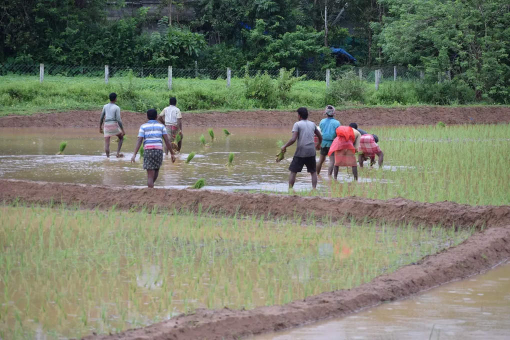 Thrissur Farmers Bengal