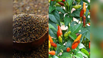 Indian Spices: जखिया से लेकर भूत झोलकिया मिर्च तक, अजीब नाम के इन 10 भारतीय मसालों से अनजान होंगे आप; जानिए