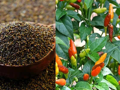 Indian Spices: जखिया से लेकर भूत झोलकिया मिर्च तक, अजीब नाम के इन 10 भारतीय मसालों से अनजान होंगे आप; जानिए
